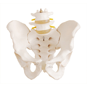 Life-size pelvis model with 2 lumbar vertebra model